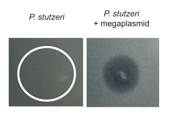 Fig. 4 HGT of a megaplasmid sensitizes P. stutzeri to killing by P. aeruginosa supernatant. On left is wild type P. stutzeri on right is megaplasmid containing strain spotted with supernatant. Lack of bacterial growth is only seen on right only where supernatant spotted (darker part).
